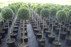 Ligustrum yonandrum 